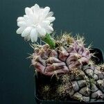 Gymnocalycium anisitsii Агульны выгляд