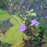 Agalinis tenuifolia Pokrój