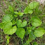 Viola palustris Blad