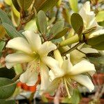 Rhododendron gardenia Flower