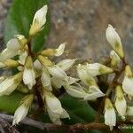 Nephrodesmus albus Blüte