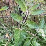 Solanum lycopersicum Folha