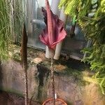 Amorphophallus konjac Květ
