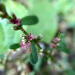 Polygonum plebeium Fleur