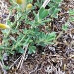 Cytisus decumbens Hoja
