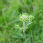 Knautia arvernensis Fiore