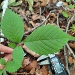 Ulmus rubra Leaf