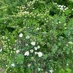 Spiraea nipponica Flower