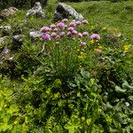 Armeria alpina Flower