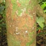 Gustavia hexapetala Bark