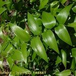 Asparagus asparagoides Sonstige