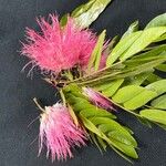 Calliandra surinamensis Fleur