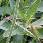 Silene latifolia Blatt