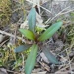 Ayapana triplinervis Leaf