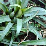 Aechmea recurvata Folha