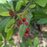 Photinia arbutifolia Frukt