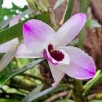 Dendrobium nobile Õis