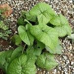 Phlomoides tuberosa Hábito