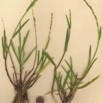 Glyceria declinata Habitatea