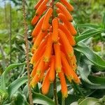 Aloe ciliaris Flower