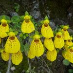 Calceolaria crenatiflora Прочее