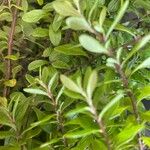 Lippia micromera Лист