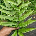 Pteris fauriei برگ