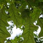 Quercus velutina Blad