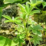 Potentilla valderia Habit