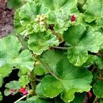 Pelargonium × hybridum Leaf