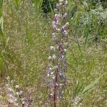 Himantoglossum adriaticum Fruit