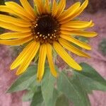 Helianthus annuusFlor