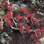 Crassula tillaea Habit