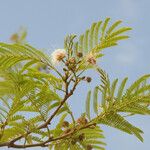 Albizia chevalieri Kvet