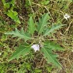 Solanum dimidiatum برگ