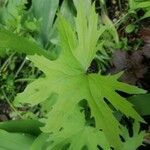 Petasites frigidus Blatt