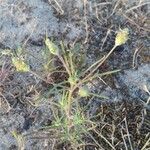 Plantago indica Habit