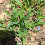 Symphyotrichum oblongifolium पत्ता