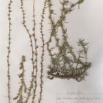 Bassia prostrata その他の提案