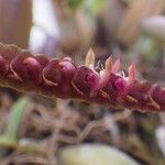 Bulbophyllum resupinatum Flor