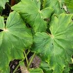 Begonia obliqua Folla