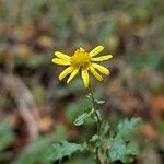 Jacobaea erratica Flower