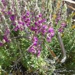 Teucrium marum 花