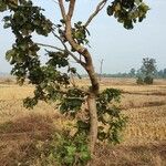 Butea monosperma Habitus