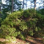 Rhododendron trichanthum Habit