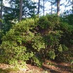 Rhododendron trichanthum Habitus