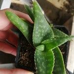 Aloe macrocarpa ഇല