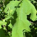 Smallanthus uvedalia Leaf