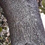 Eucryphia cordifolia Bark