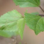 Ageratina adenophora ഇല